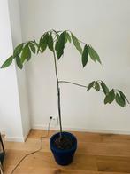 Avocado plant, Ophalen, 100 tot 150 cm, Overige soorten, Halfschaduw