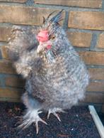 Leuk zijdehoender USA haantje, Dieren en Toebehoren, Pluimvee, Mannelijk, Kip