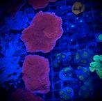 Montipora plaat oranje, Dieren en Toebehoren, Zoutwatervis