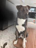 Stafford mix zoekt baasje, asielhondje, Particulier, Rabiës (hondsdolheid), 8 tot 15 weken, Buitenland