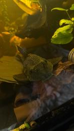 Plectomus,sailfin,gibbiceps, Dieren en Toebehoren, Ophalen