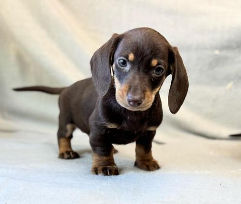 Teckel pups, Dieren en Toebehoren, Honden | Teckels en Dashonden, Meerdere dieren, Korthaar, Dwerg, Fokker | Professioneel, Meerdere