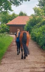 Verzorgpony gezocht/ verzorgster aangeboden!, Ophalen of Verzenden