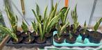 Sanseveria (sansevieria) planten 4 voor €10,-, Ophalen, Halfschaduw, Minder dan 100 cm