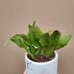 Rhipsalis Elliptica Hangplant, Huis en Inrichting, Verzenden, Cactus, Halfschaduw, Minder dan 100 cm