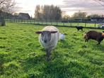 Mooie dekram Texelaar X Hampshire, Dieren en Toebehoren, Mannelijk, Schaap, 0 tot 2 jaar
