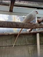 Prinses of wales parkiet, Mannelijk, Parkiet