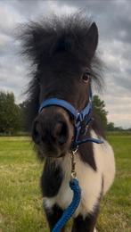 Mini Shetlander hengst, 2 jaar, Dieren en Toebehoren, Pony's, Hengst, A pony (tot 1.17m), Onbeleerd, Recreatiepony