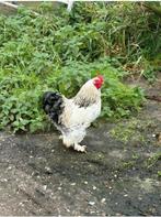 Diverse grote hanen, Dieren en Toebehoren, Mannelijk, Kip