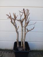 Pre bonsai zwarte walnoot, Ophalen of Verzenden, Overige soorten, Minder dan 100 cm