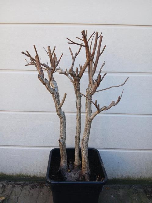 Pre bonsai zwarte walnoot, Tuin en Terras, Planten | Bomen, Overige soorten, Minder dan 100 cm, Ophalen of Verzenden