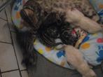 supermooie (ook snow) bengaal kittens, Meerdere dieren