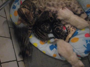 supermooie (ook snow) bengaal kittens  beschikbaar voor biedingen