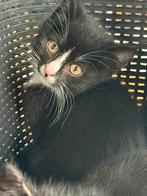 kitten zoekt forever home, Dieren en Toebehoren, Kater