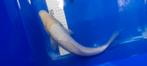 Koi, Dieren en Toebehoren, Karper of Koi