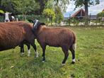 Zwartbles dekram, Dieren en Toebehoren, Schapen, Geiten en Varkens, Mannelijk, Schaap, 0 tot 2 jaar