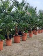 Verschillende palmbomen fortunei en wagnerianus i, Tuin en Terras, Planten | Bomen, Olijfboom, Volle zon, Ophalen, 100 tot 250 cm