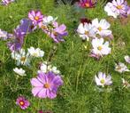 Cosmea mix zaden, Ophalen of Verzenden, Voorjaar, Volle zon, Zaad