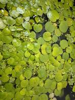 Drifplanten Limnobium laevigatum, Dieren en Toebehoren, Vissen | Aquaria en Toebehoren, Ophalen, Nieuw, Plant(en), Steen of Hout