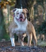 Zachtaardige, lief en enthousiast Amerikaanse bulldog teef, Dieren en Toebehoren, Honden | Bulldogs, Pinschers en Molossers, CDV (hondenziekte)