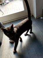 Grijze mannetjes kat., Dieren en Toebehoren, Katten en Kittens | Overige Katten, Kater, Kortharig, 0 tot 2 jaar