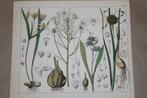 Antieke botanische kleurenlitho - Vogelmelk Kraailook 1862 !, Antiek en Kunst, Ophalen of Verzenden