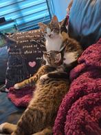 2 lieve mooie kittens zoeken een warm huisje. 12 weken, Meerdere dieren, Kortharig, 0 tot 2 jaar