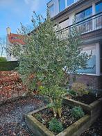 Olijfboom 1.50 meter hoog, Bloeit niet, 100 tot 250 cm, Olijfboom, Ophalen