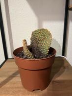 Leuke Opuntia Microdasys (Konijnenoren) Cactus, Tuin en Terras, Planten | Tuinplanten, Volle zon, Vaste plant, Bloeit niet, Ophalen