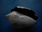 Schelpen: Strombus pipus Röding f++ 61mm, Verzamelen, Mineralen en Fossielen, Verzenden, Schelp(en)