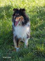 Schotse collie herplaatser, Dieren en Toebehoren, Honden | Herdershonden en Veedrijvers, Rabiës (hondsdolheid), Reu, Collie, Eén hond
