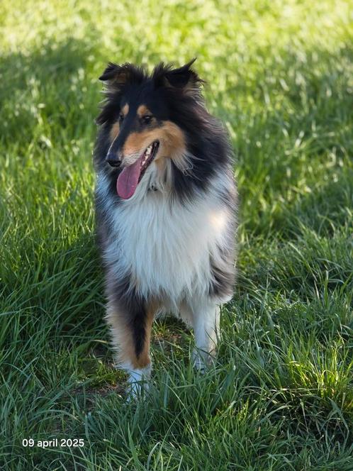 Schotse collie herplaatser, Dieren en Toebehoren, Honden | Herdershonden en Veedrijvers, Reu, Collie, Particulier, Eén hond, Nederland