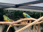 Turquoisineparkiet, Dieren en Toebehoren, Vogels | Overige Vogels, Meerdere dieren