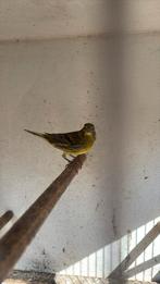 Bastaard europese kanarie, Dieren en Toebehoren, Vogels | Overige Vogels, Mannelijk, Wildzangvogel
