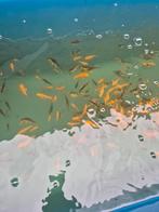 Baby koi, Dieren en Toebehoren, Vissen | Vijvervissen