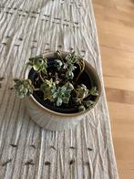 Aeonium castello-paivae f. variegata, Ophalen of Verzenden, Halfschaduw, Minder dan 100 cm