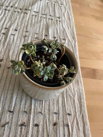 Aeonium castello-paivae f. variegata beschikbaar voor biedingen