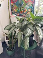 Mooie kamerplanten zoeken nieuw huis!, Ophalen, Overige soorten, Halfschaduw, In pot