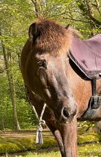 IJslander zoekt bijrijder (kan ook voor de sulky!) Bergen NH, Dieren en Toebehoren, Ophalen of Verzenden, Nieuw