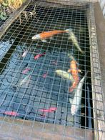 Koi karpers en goudvissen, Dieren en Toebehoren, Vissen | Vijvervissen, Karper of Koi