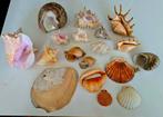 Verzameling verschillende grote schelpen, Verzamelen, Mineralen en Fossielen, Ophalen of Verzenden