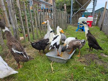 Prachtige indische loopeenden beschikbaar voor biedingen