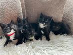 Kruising britse korthaar kittens, Dieren en Toebehoren, Katten en Kittens | Overige Katten, Meerdere dieren, Kortharig, 0 tot 2 jaar