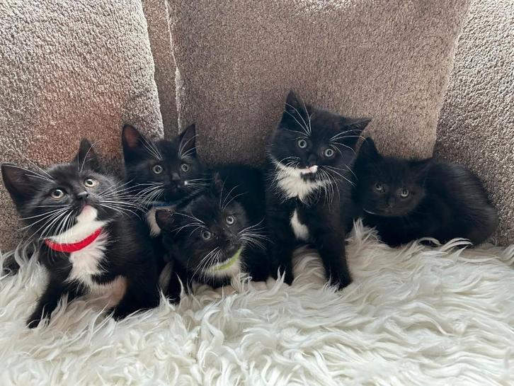 Kruising britse korthaar kittens, Dieren en Toebehoren, Katten en Kittens | Overige Katten, Kortharig, Meerdere dieren, 0 tot 2 jaar