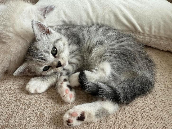Britse Kortharen kittens!, Dieren en Toebehoren, Katten en Kittens | Raskatten | Korthaar