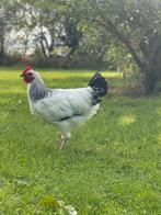 Sussex (Columbia) jonge haan, Dieren en Toebehoren, Pluimvee, Mannelijk, Kip