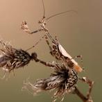 Sibylla Pretiosa Bidprinkhaan, Dieren en Toebehoren, Insecten en Spinnen, Overige soorten