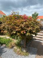 Japanse esdoorn, Tuin en Terras, Planten | Bomen, Bloeit niet, Halfschaduw, 100 tot 250 cm, Overige soorten
