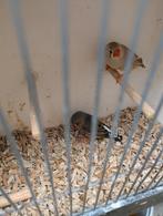 ZEBRAVINKEN koppels en of mannen., Dieren en Toebehoren, Meerdere dieren