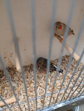 ZEBRAVINKEN koppels en of mannen. beschikbaar voor biedingen
